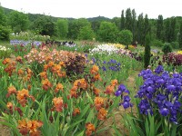 /album/galerie-de-photos-floraisons/jardin-2014-580-comp-jpg/